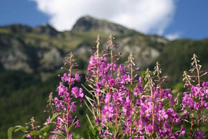 Mountain Flowers
