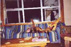 Beerdog
